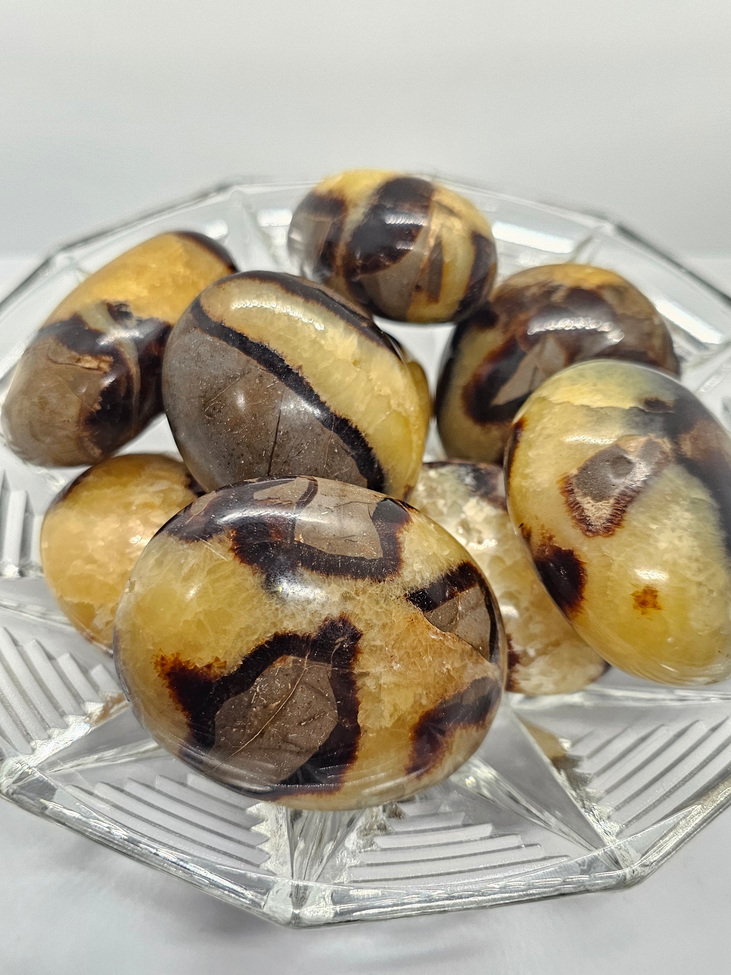 Septarian Palm Stone