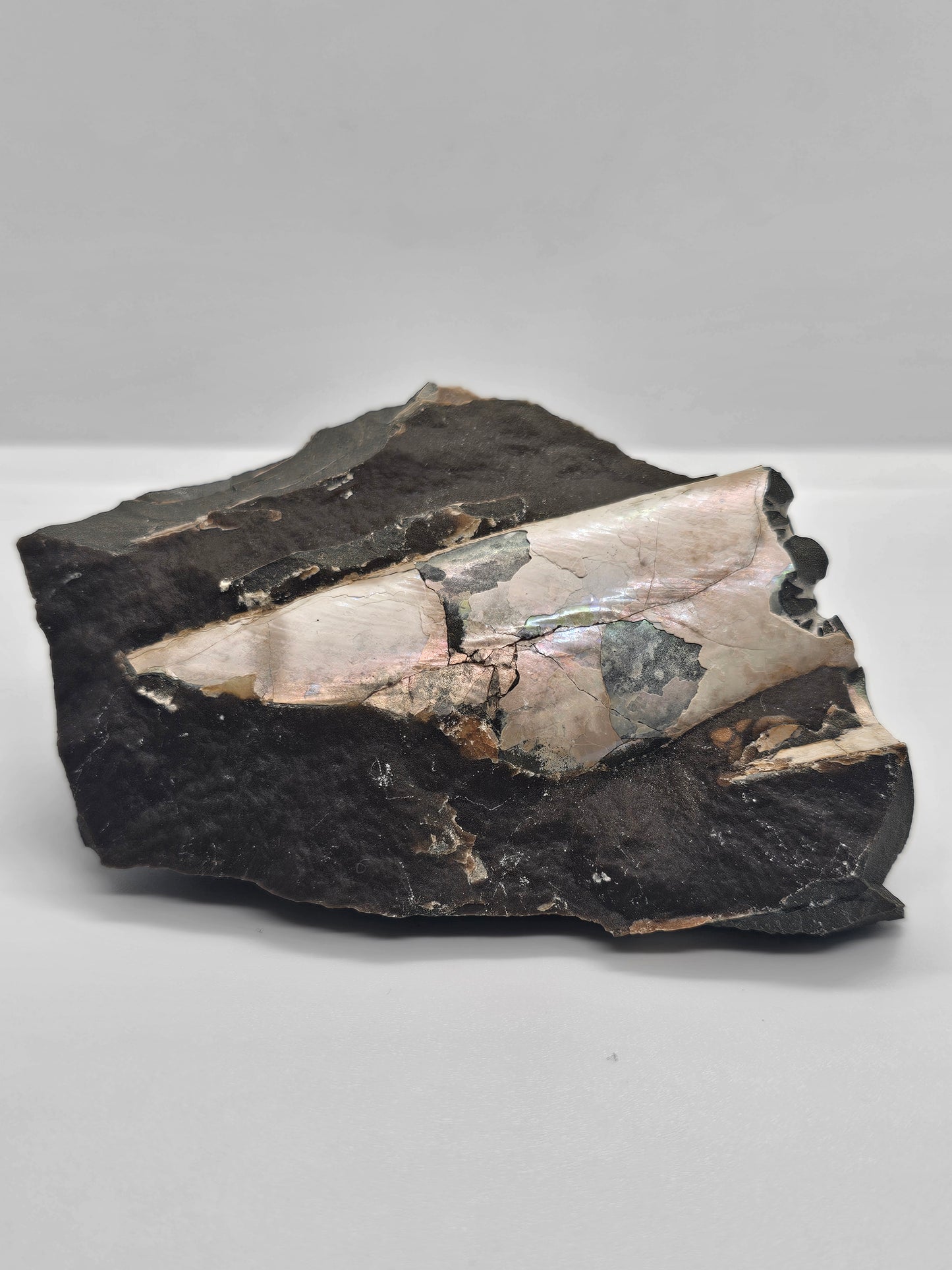 Baculite Fossil