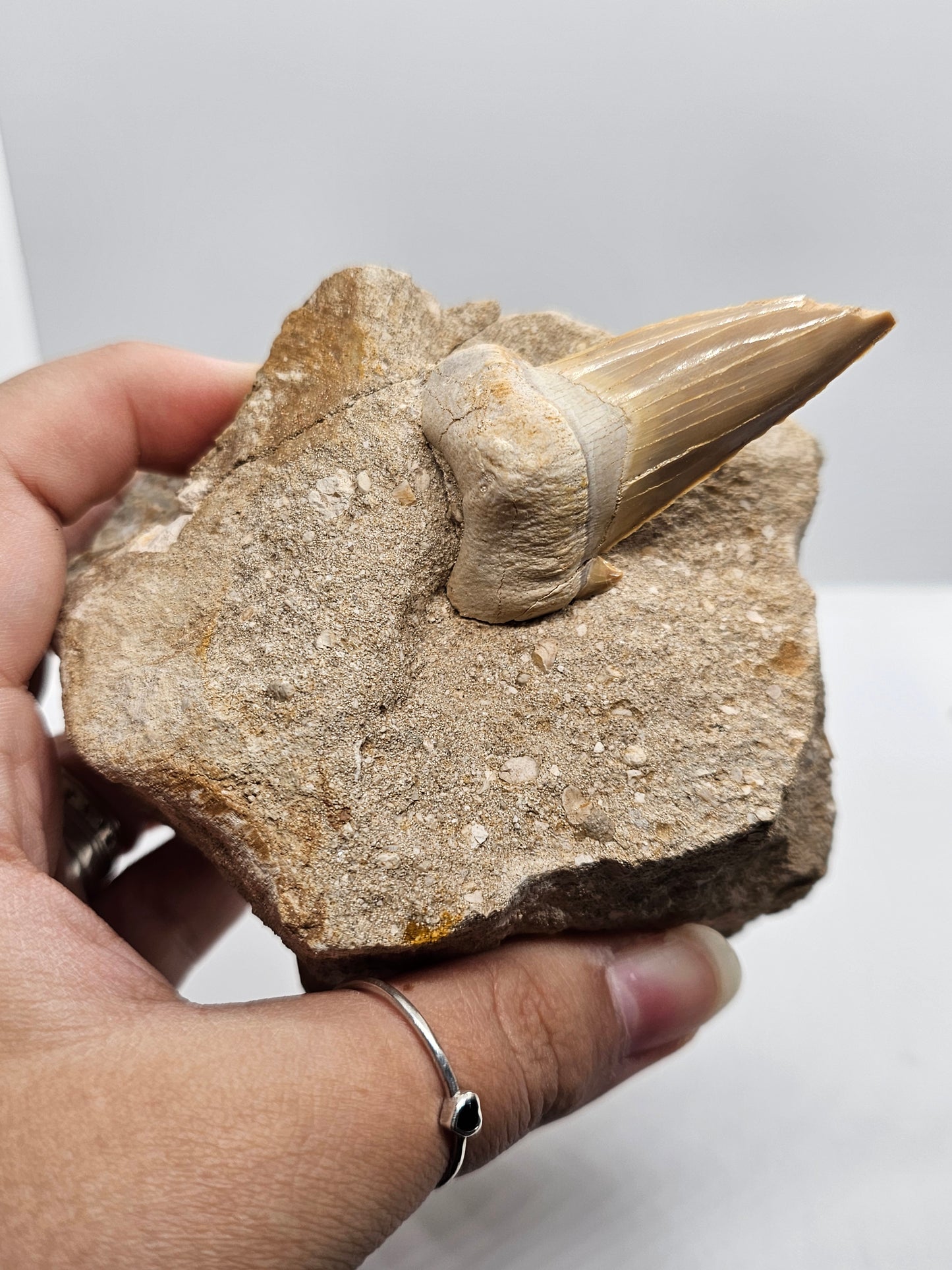 Shark Tooth Fossil in Matrix