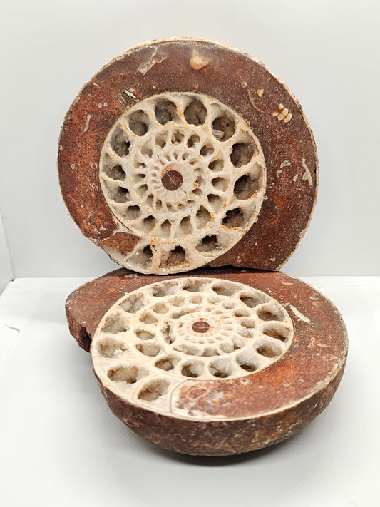 Ammonite Fossil Pair