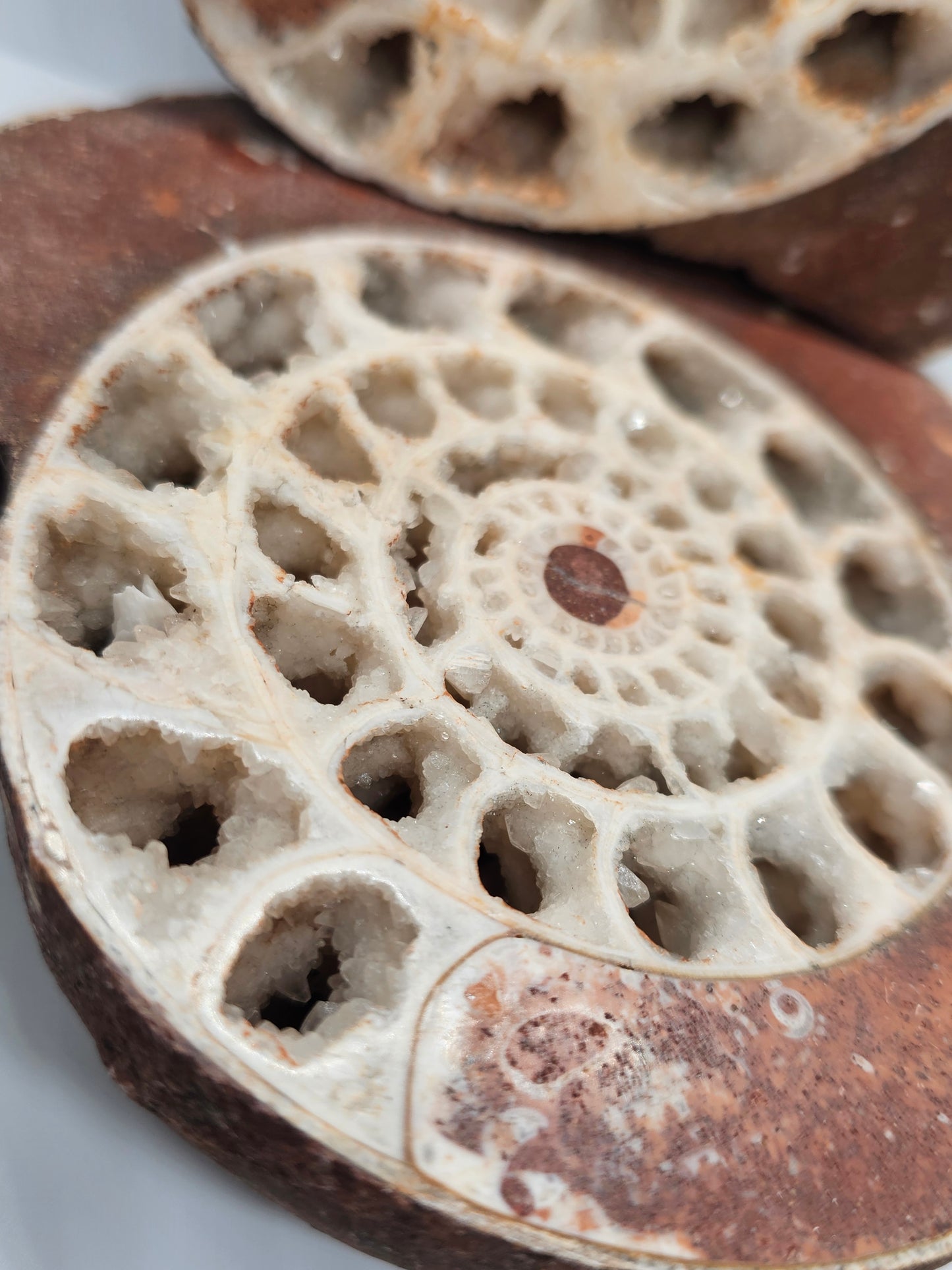 Ammonite Fossil Pair