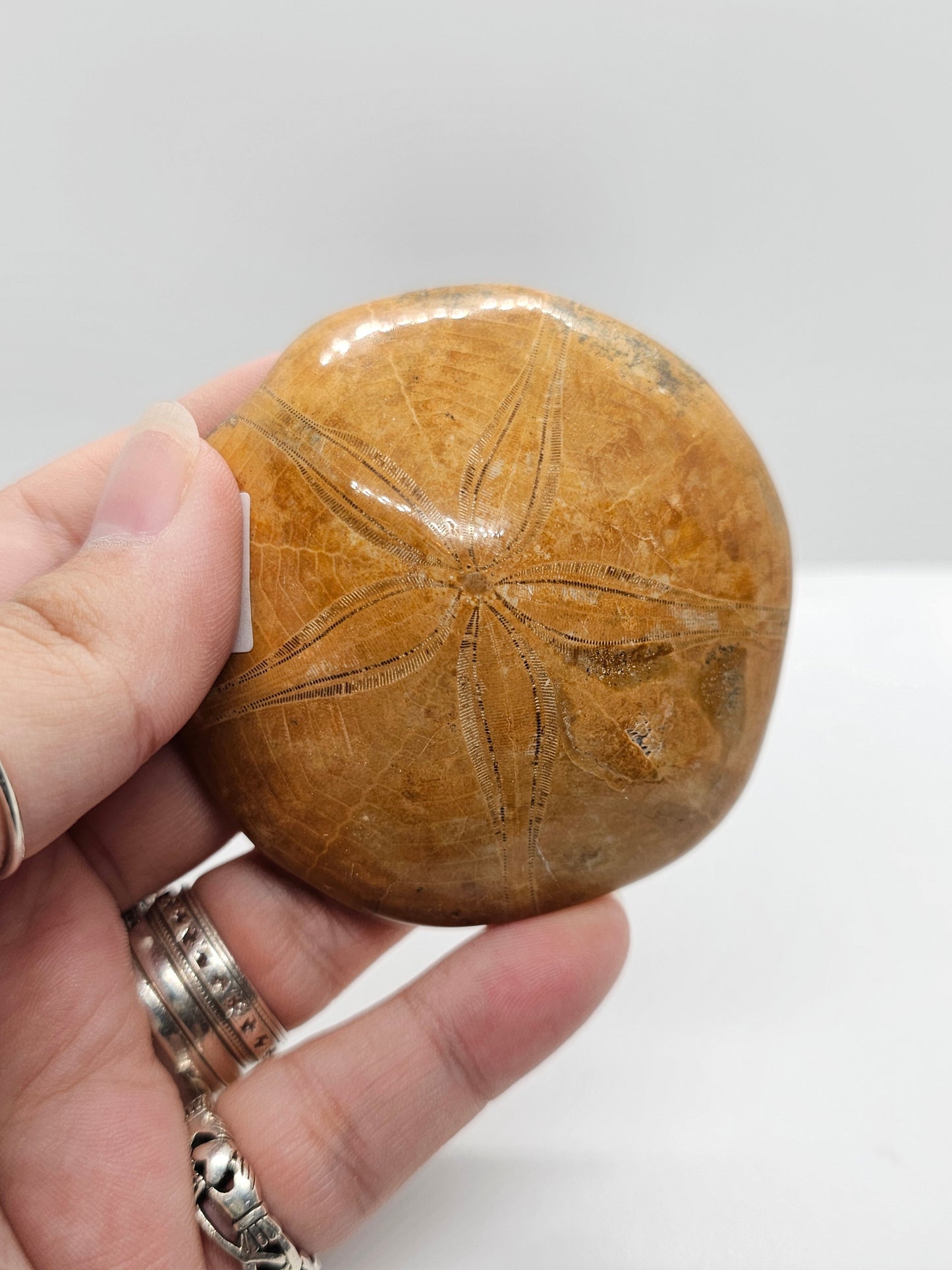 Sand Dollar Fossil